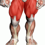 exercises-quads (1)