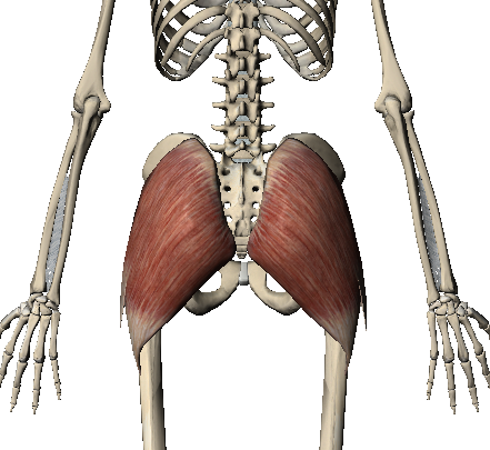 GLUTEUS MAXIMUS