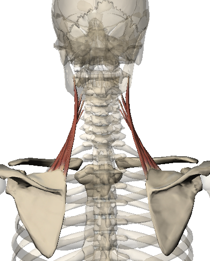 LEVATOR SCAPULAE