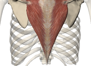 LOWER TRAPEZIUS