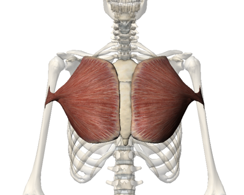 PECTORALIS MAJOR