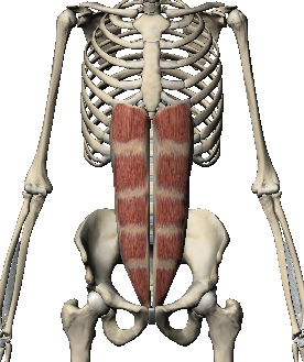 RECTUS ABDOMINIS