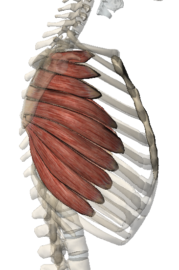 SERRATUS ANTERIOR