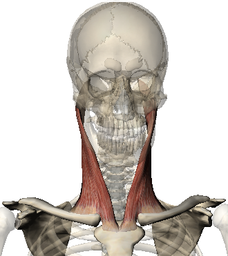 STERNOCLEIDOMASTOID