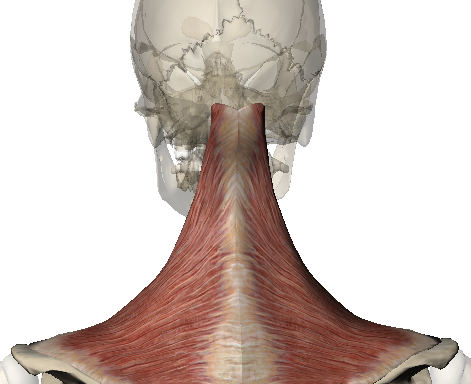 UPPER TRAPEZIUS