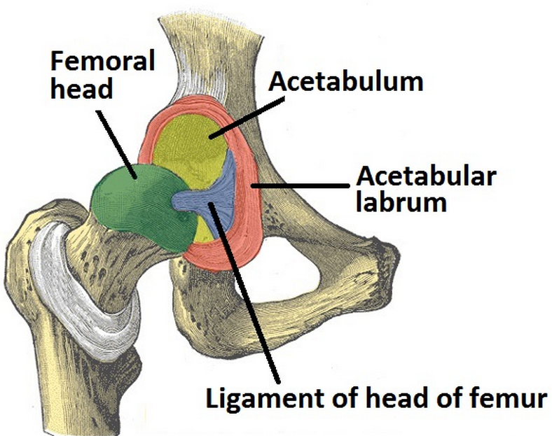 Связка головки. Связка головки бедренной кости анатомия. Вертлужная губа тазобедренного сустава. Головка бедренной кости входит. Губа тазобедренного сустава анатомия.